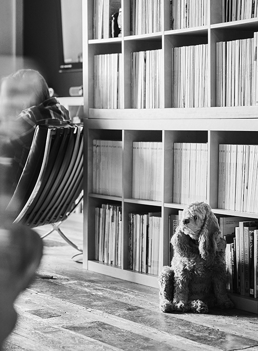 dog in an office sitting next to bookshelf